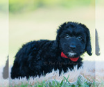 Small Photo #108 Goldendoodle (Miniature) Puppy For Sale in WARSAW, IN, USA