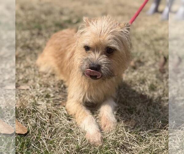 Medium Photo #2 Border Terrier-Unknown Mix Puppy For Sale in Yardley, PA, USA