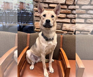 Mutt Dogs for adoption in Chandler, AZ, USA