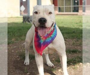 American Staffordshire Terrier Dogs for adoption in San Antonio, TX, USA