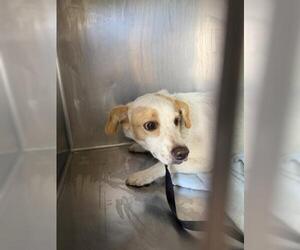 Mutt Dogs for adoption in Riverside, CA, USA