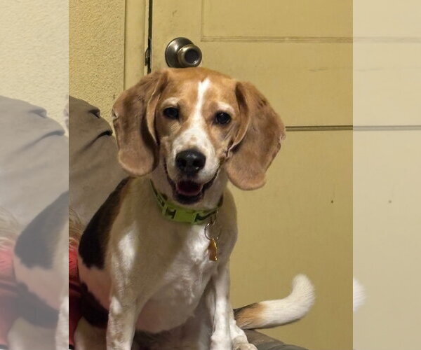 Medium Photo #4 Beagle Puppy For Sale in Las Vegas, NV, USA