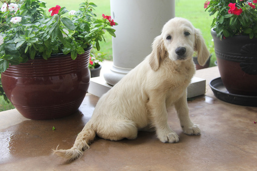 Medium Photo #1 Golden Retriever Puppy For Sale in DENTON, TX, USA