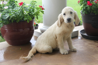 Golden Retriever Puppy for sale in DENTON, TX, USA