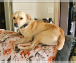 Small #2 Chihuahua-Labrador Retriever Mix