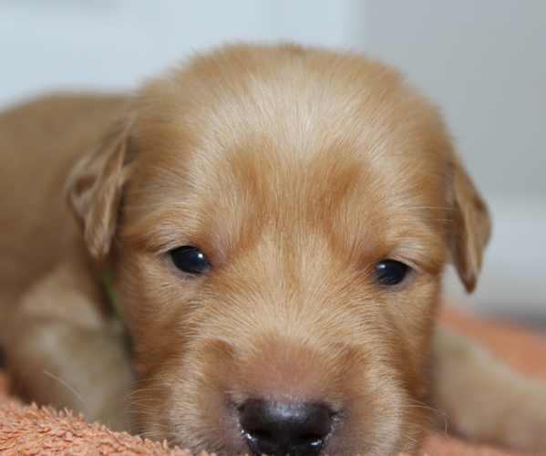 Medium Photo #1 Golden Retriever Puppy For Sale in LOGAN, UT, USA