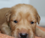 Small Photo #1 Golden Retriever Puppy For Sale in LOGAN, UT, USA