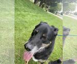 Small #2 Eurasier Mix