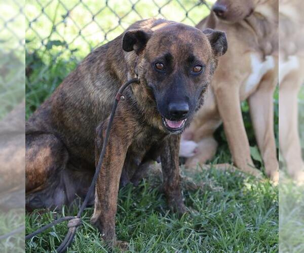 Medium Photo #1 Holland Shepherd-Unknown Mix Puppy For Sale in Modesto, CA, USA