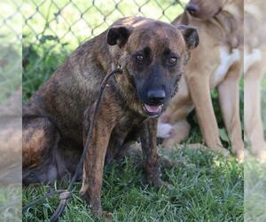 Holland Shepherd-Unknown Mix Dogs for adoption in Modesto, CA, USA