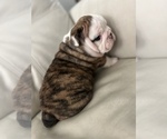 Small Photo #4 English Bulldog Puppy For Sale in ARNOLD, MO, USA