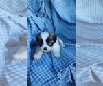 Small #1 Zuchon