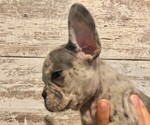 Small Photo #12 French Bulldog Puppy For Sale in BLACK WALNUT, MO, USA
