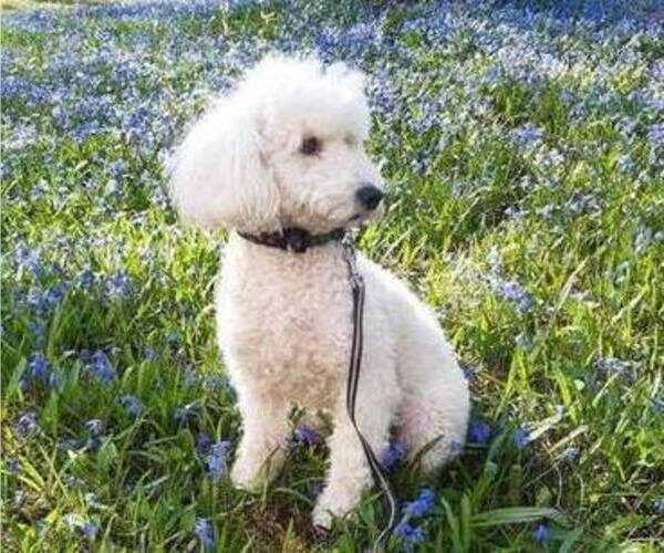 Medium Photo #1 Doodle-Poodle (Miniature) Mix Puppy For Sale in BUFORD, GA, USA