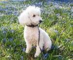 Small Photo #1 Doodle-Poodle (Miniature) Mix Puppy For Sale in BUFORD, GA, USA