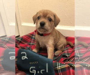 Pin-Tzu Puppy for sale in LEHIGH ACRES, FL, USA