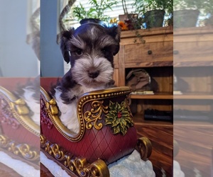 Medium Schnauzer (Miniature)