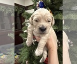 Puppy Prince Naveen Goldendoodle