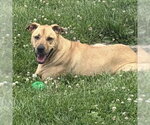 Small #1 Black Mouth Cur-Labrador Retriever Mix