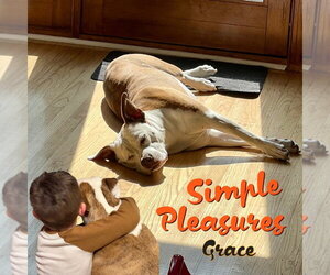 Grace - Female Mutt Dog for Adoption - Photo #12