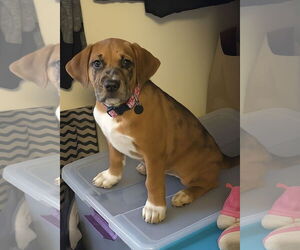 Mutt Dogs for adoption in Duluth, MN, USA