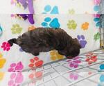 Alex - Male Cavapoo (Miniature)-Poodle (Toy) Mix Puppy for Sale - Photo #3