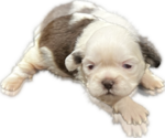 Puppy 1 Shih Tzu