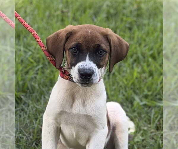 Medium Photo #1 Beagle Puppy For Sale in Yardley, PA, USA