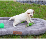 Small #4 Cavapoo (Miniature)