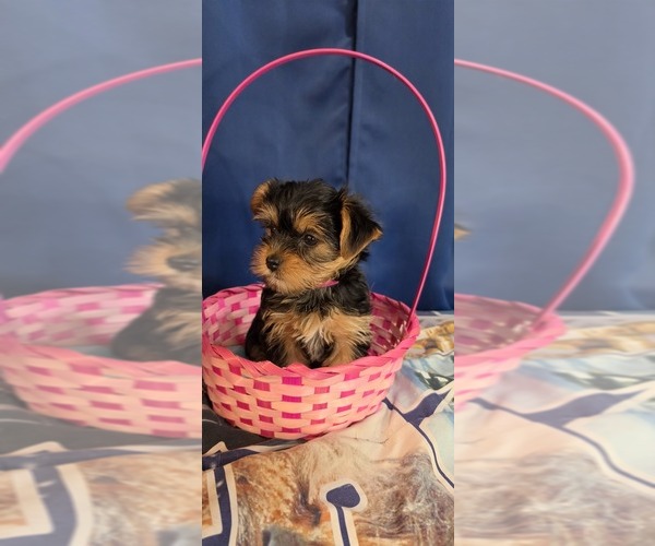 Medium Photo #6 Yorkshire Terrier Puppy For Sale in HUNTSVILLE, AL, USA