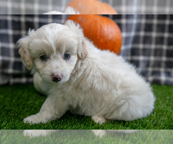 Medium Photo #5 Aussiedoodle Miniature  Puppy For Sale in CLARE, MI, USA