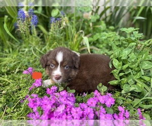 Miniature Australian Shepherd Puppy for sale in SILVER LAKE, IN, USA