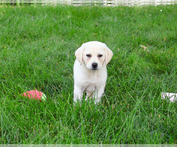 Medium Photo #7 Labrador Retriever Puppy For Sale in SYRACUSE, IN, USA