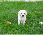 Small #6 Labrador Retriever