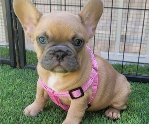 French Bulldog Puppy for sale in LAS VEGAS, NV, USA