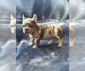French Bulldog Puppy for Sale in REVERE, Massachusetts USA
