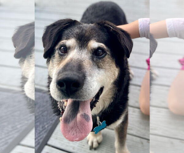 Medium Photo #2 Mutt Puppy For Sale in Plainfield, IL, USA