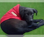 Small Labrador Retriever