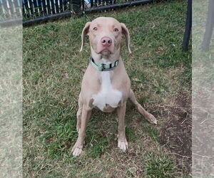 Unknown-Weimaraner Mix Dogs for adoption in Millersville, MD, USA