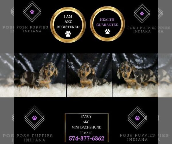 Medium Photo #6 Dachshund Puppy For Sale in WARSAW, IN, USA