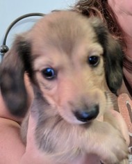 Dachshund Puppy for sale in ALEXANDRIA, MN, USA