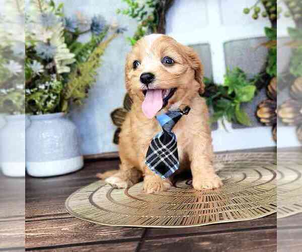 Medium Photo #2 Cavapoo Puppy For Sale in MOUNT VERNON, OH, USA