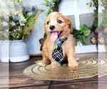 Small Photo #2 Cavapoo Puppy For Sale in MOUNT VERNON, OH, USA