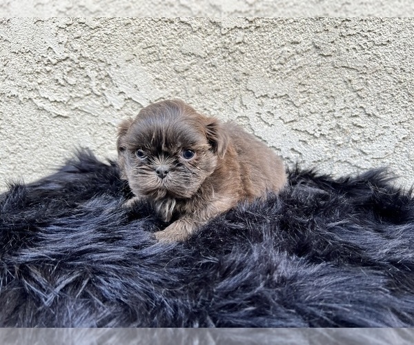 Medium Photo #22 Shih Tzu Puppy For Sale in HAYWARD, CA, USA