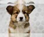 Small #17 Pembroke Welsh Corgi