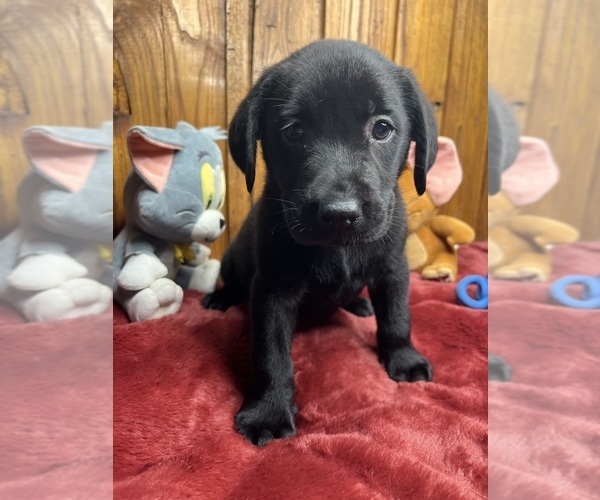 Medium Photo #6 Labrador Retriever Puppy For Sale in NEOLA, WV, USA