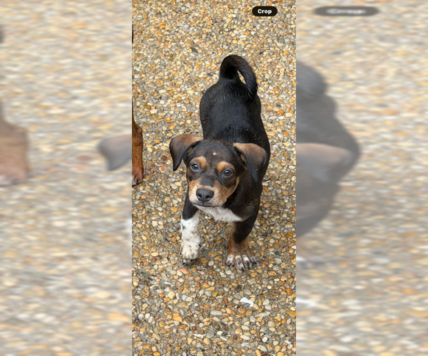 Medium Photo #4 Cheagle Puppy For Sale in Jackson Township, NJ, USA