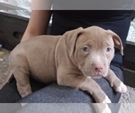 Puppy 3 American Bully