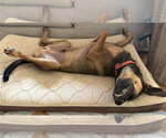 Small Photo #6 Mutt Puppy For Sale in Menifee, CA, USA
