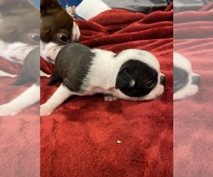 Boston Terrier Puppy for sale in PRIEST RIVER, ID, USA